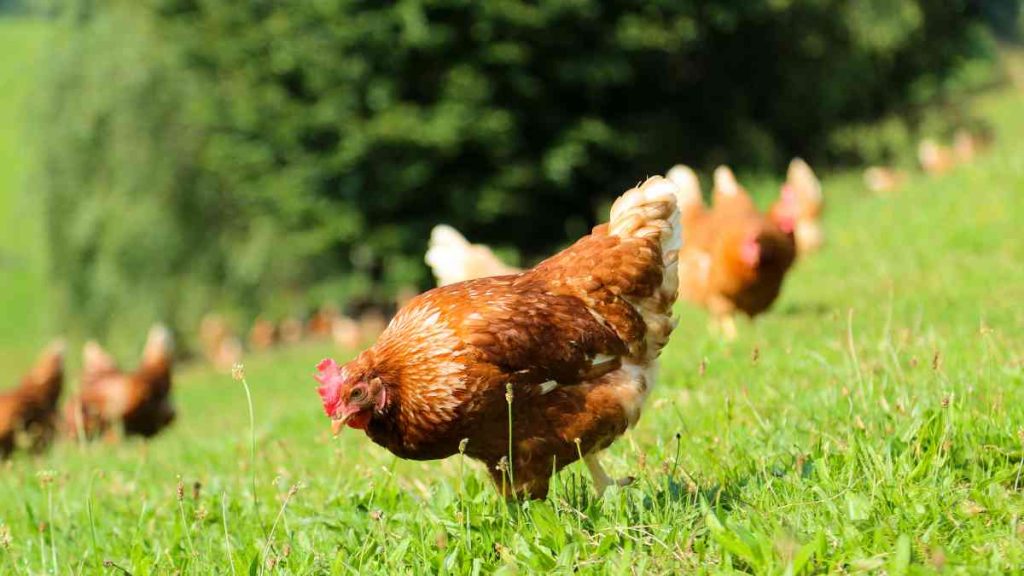 Pâques anti-gaspillage, poule en plein air